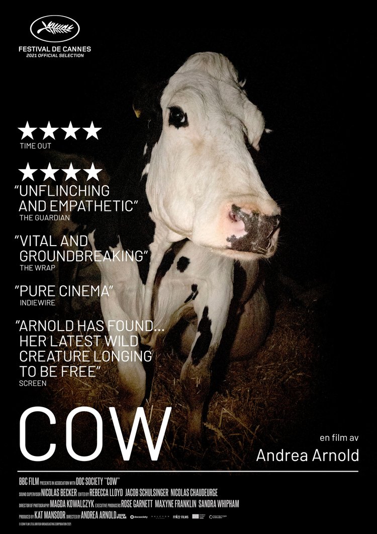 Cow