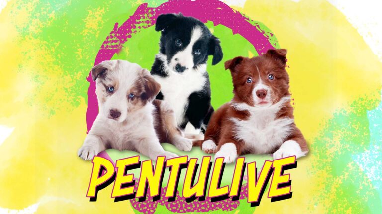 Pentulive